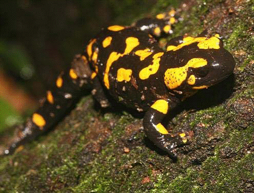 Fire Salamander