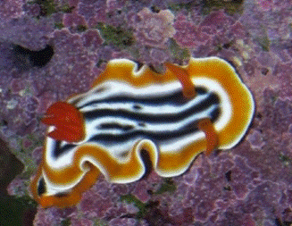 Sea Slug