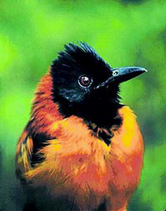 Hooded Pitohui